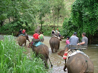 safari-phuket